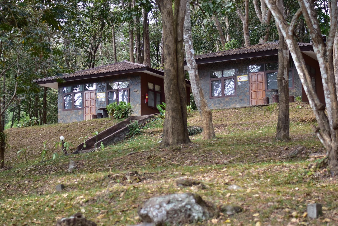ภูเรือ 105 (กุหลาบขาว)