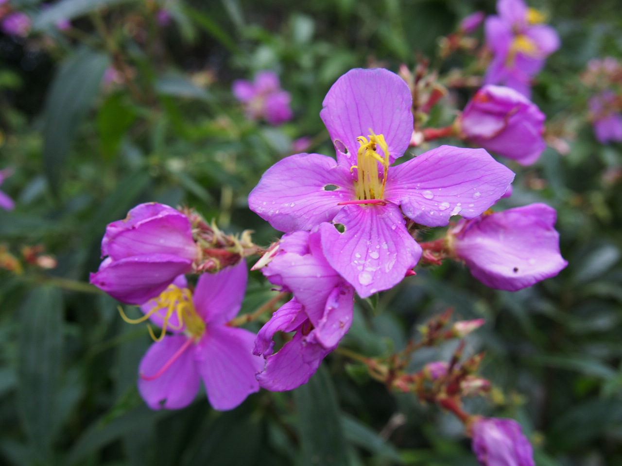 ด้านธรรมชาติที่สวยงาม - เส้นทางสายเชิงทอง-กิ่วเคียน
