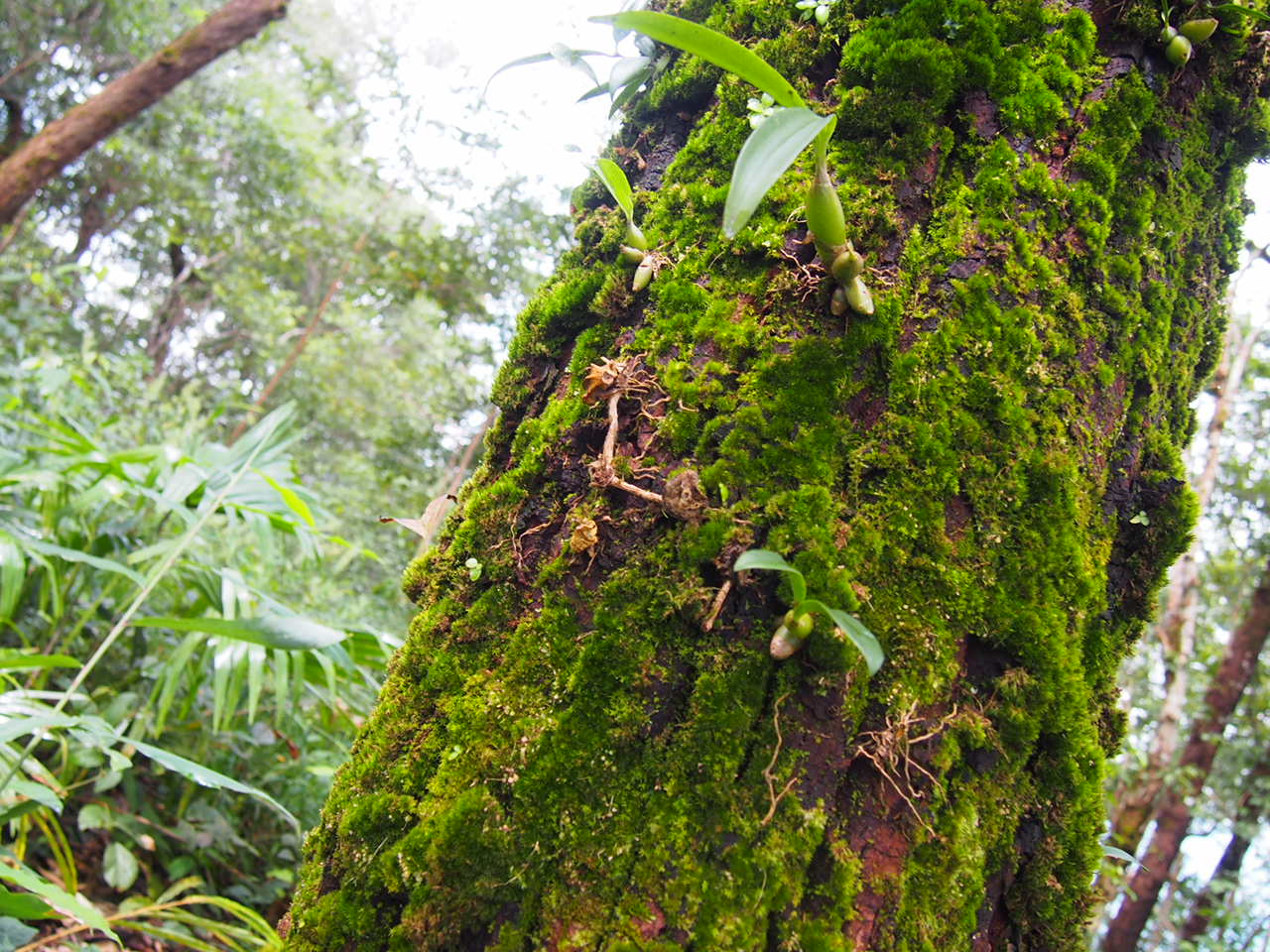 ด้านธรรมชาติที่สวยงาม - เส้นทางสายเชิงทอง-กิ่วเคียน