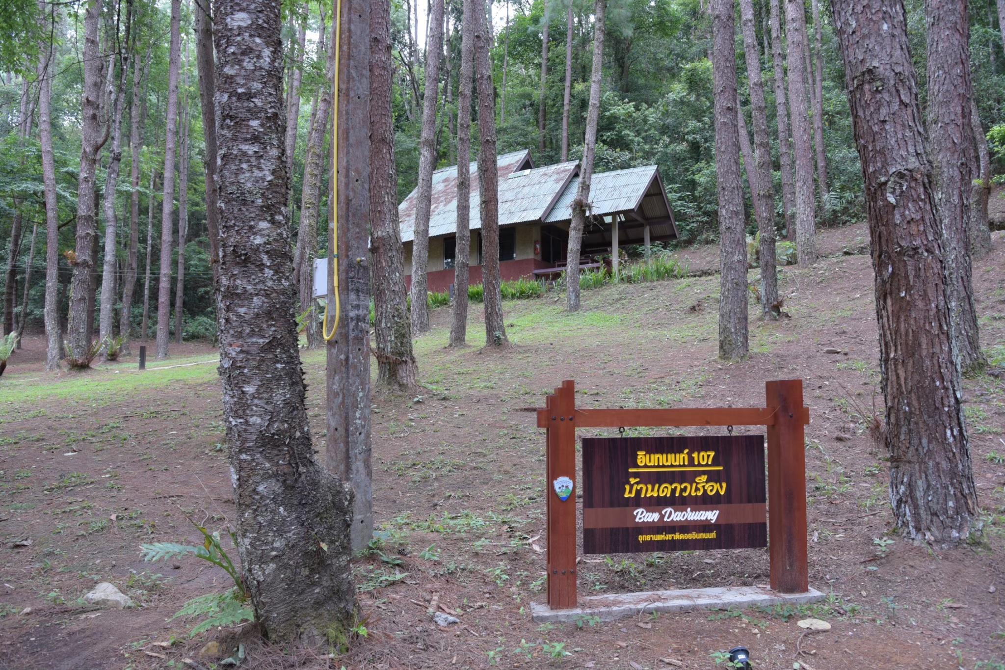 อินทนนท์ 107 (ดาวเรือง)
