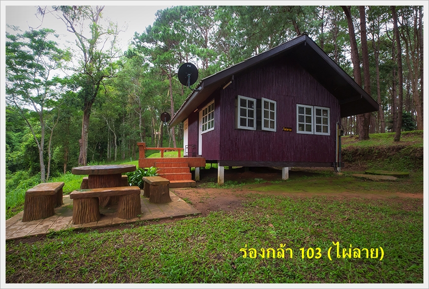 ร่องกล้า 103 (ไผ่ลาย)
