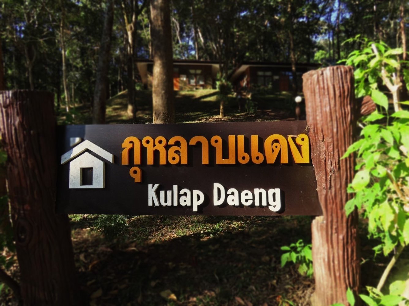 ภูเรือ 104 (กุหลาบแดง)