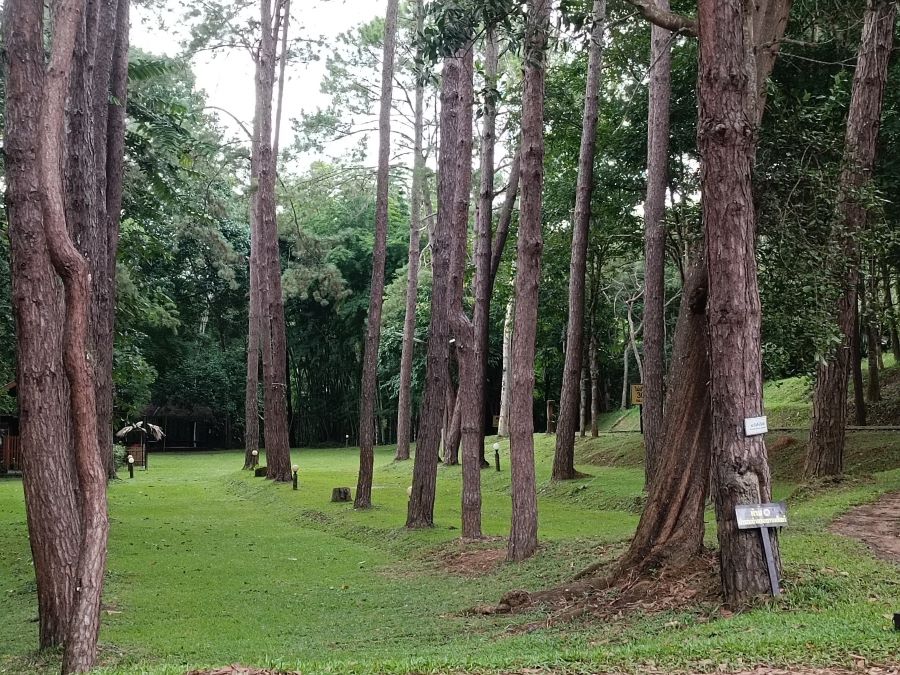 ลานเขาค้อ (พื้นที่กางเต็นท์)