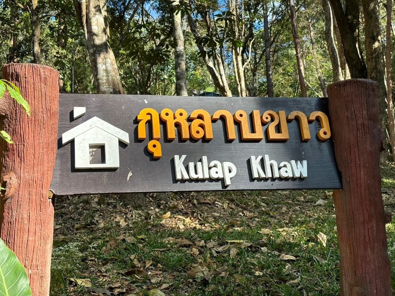 ภูเรือ 105 (กุหลาบขาว)
