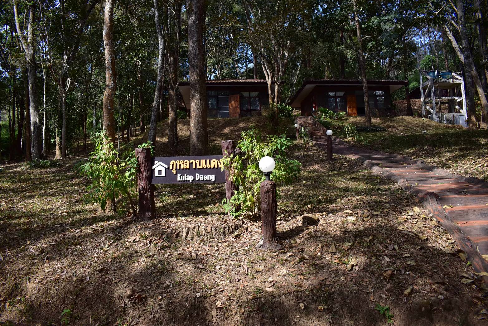 ภูเรือ 104 (กุหลาบแดง)